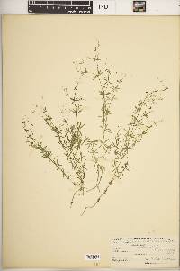 Galium concinnum image