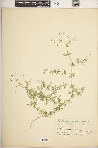 Galium concinnum image