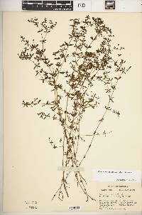 Galium obtusum image