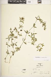 Galium obtusum subsp. obtusum image