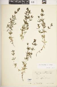 Galium obtusum image