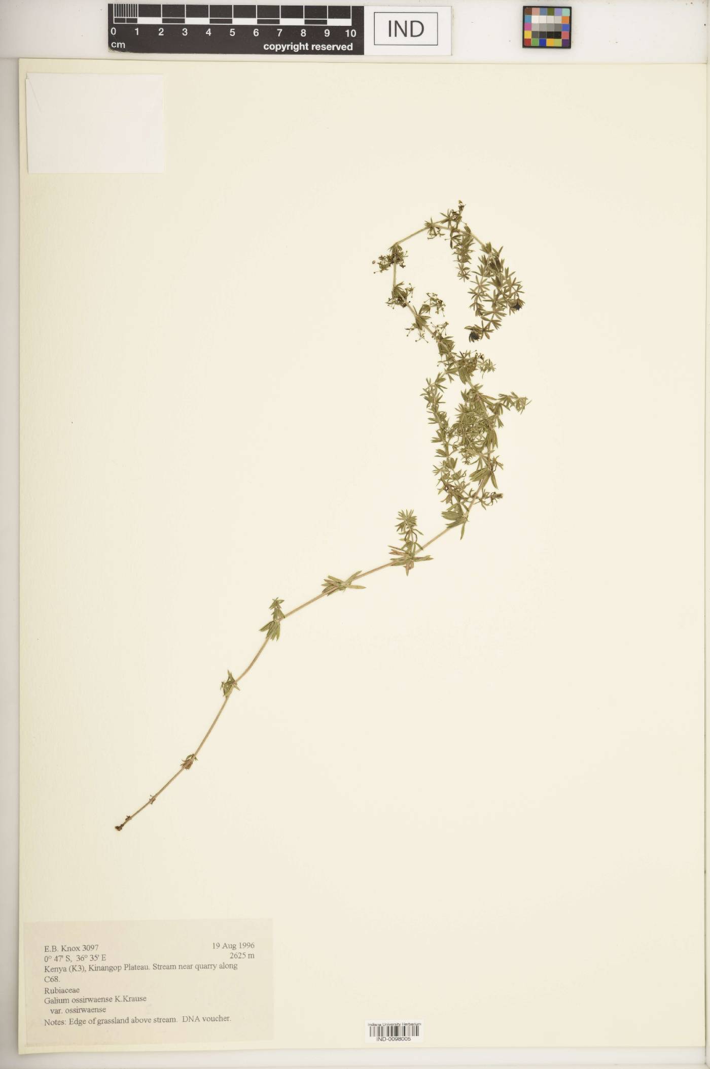 Galium ossirwaense var. ossirwaense image