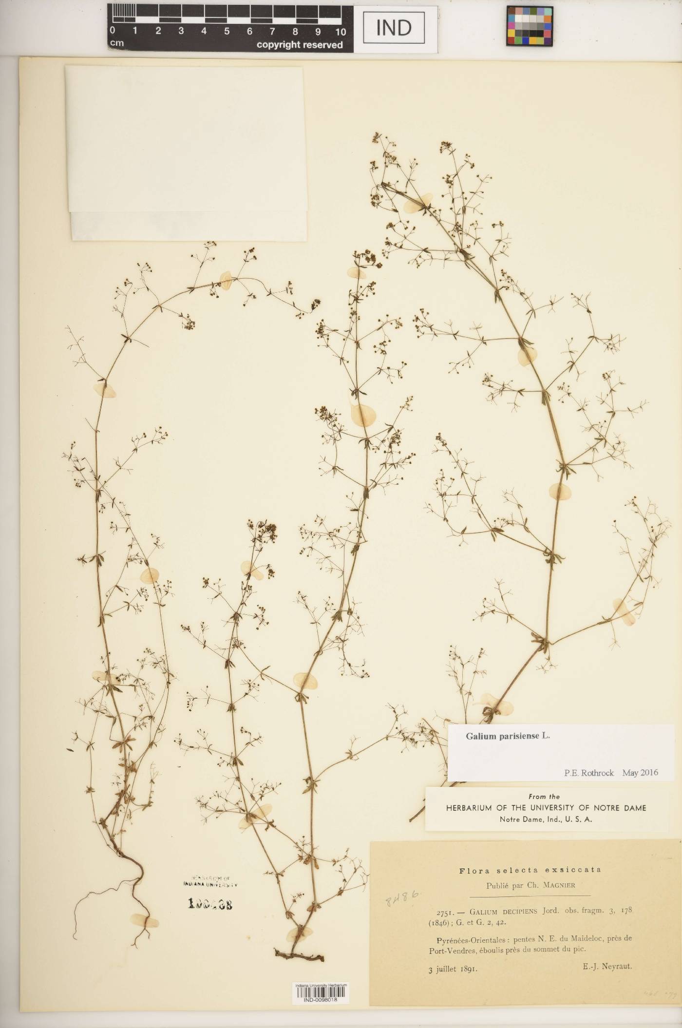 Galium parisiense image