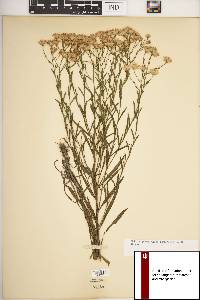 Solidago ptarmicoides image