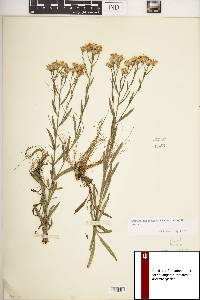 Solidago ptarmicoides image