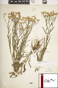 Solidago ptarmicoides image