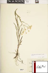 Solidago ptarmicoides image