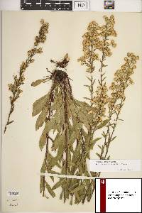 Solidago simplex var. gillmanii image