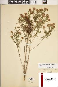 Symphyotrichum oblongifolium image