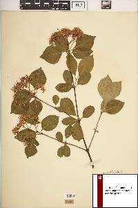 Viburnum cassinoides image