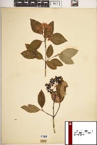 Viburnum cassinoides image