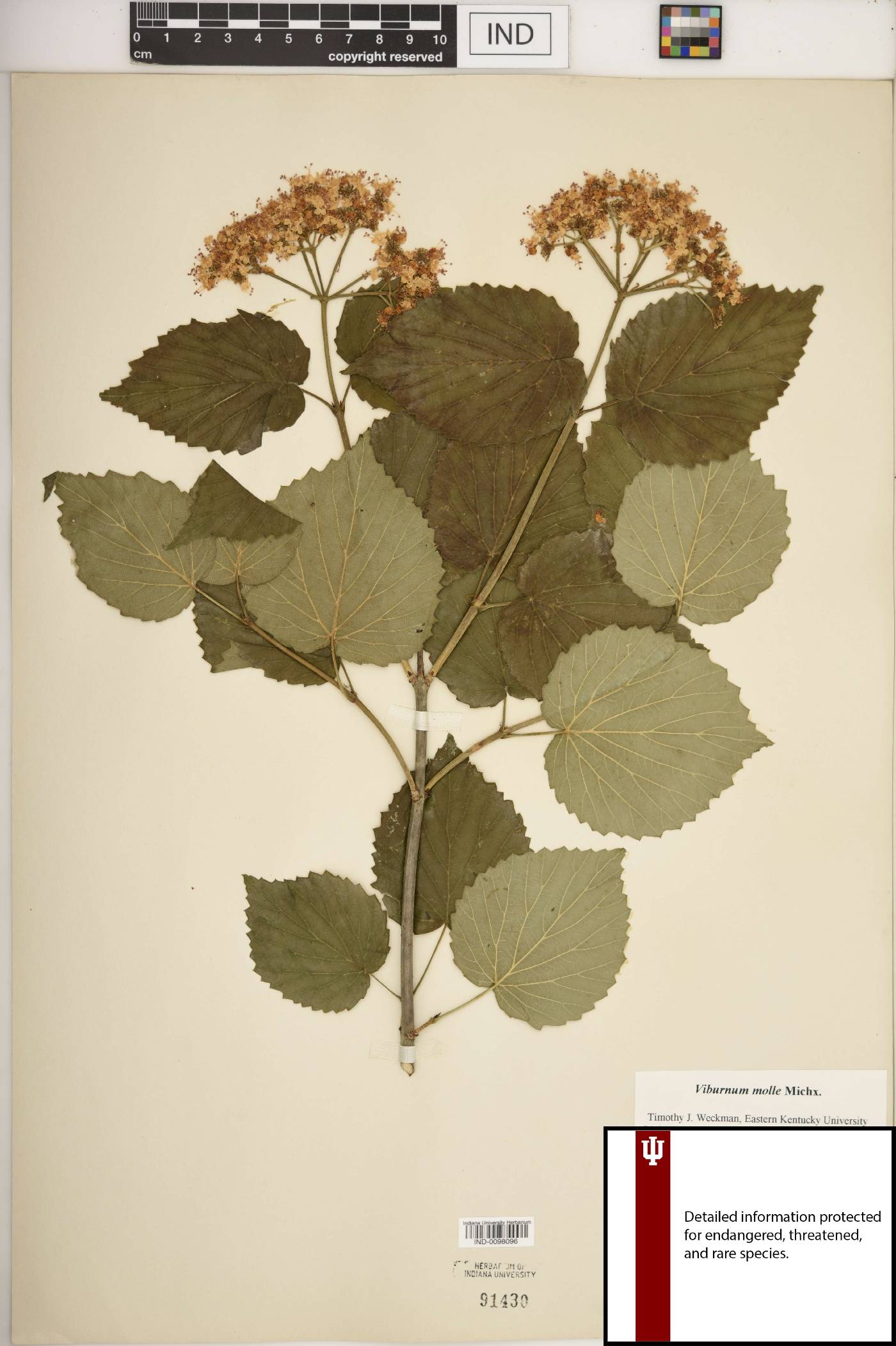 Viburnum molle image