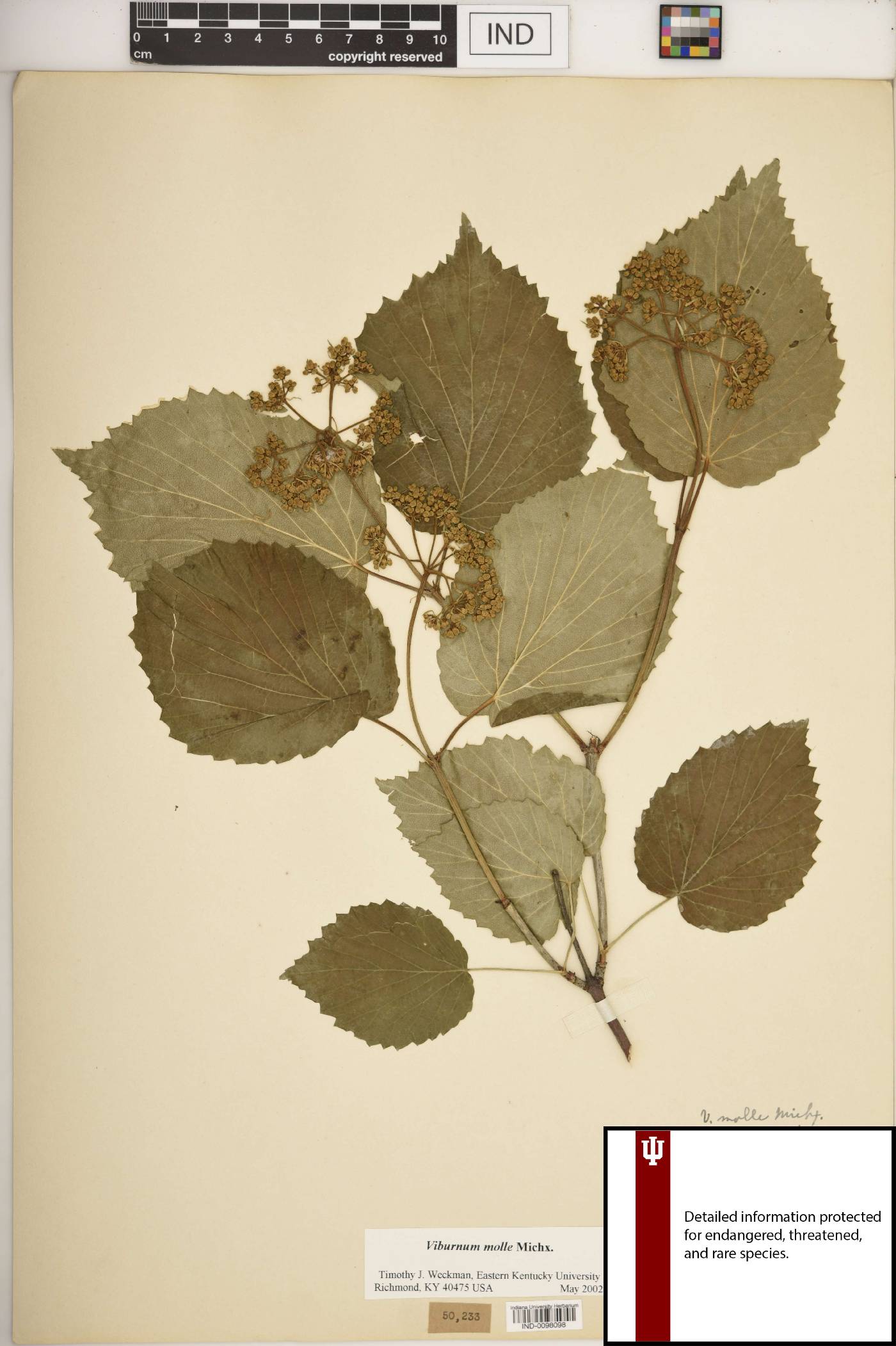 Viburnum molle image