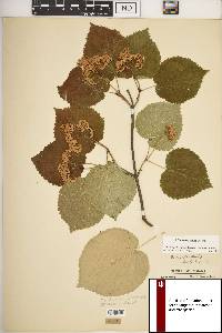 Viburnum molle image