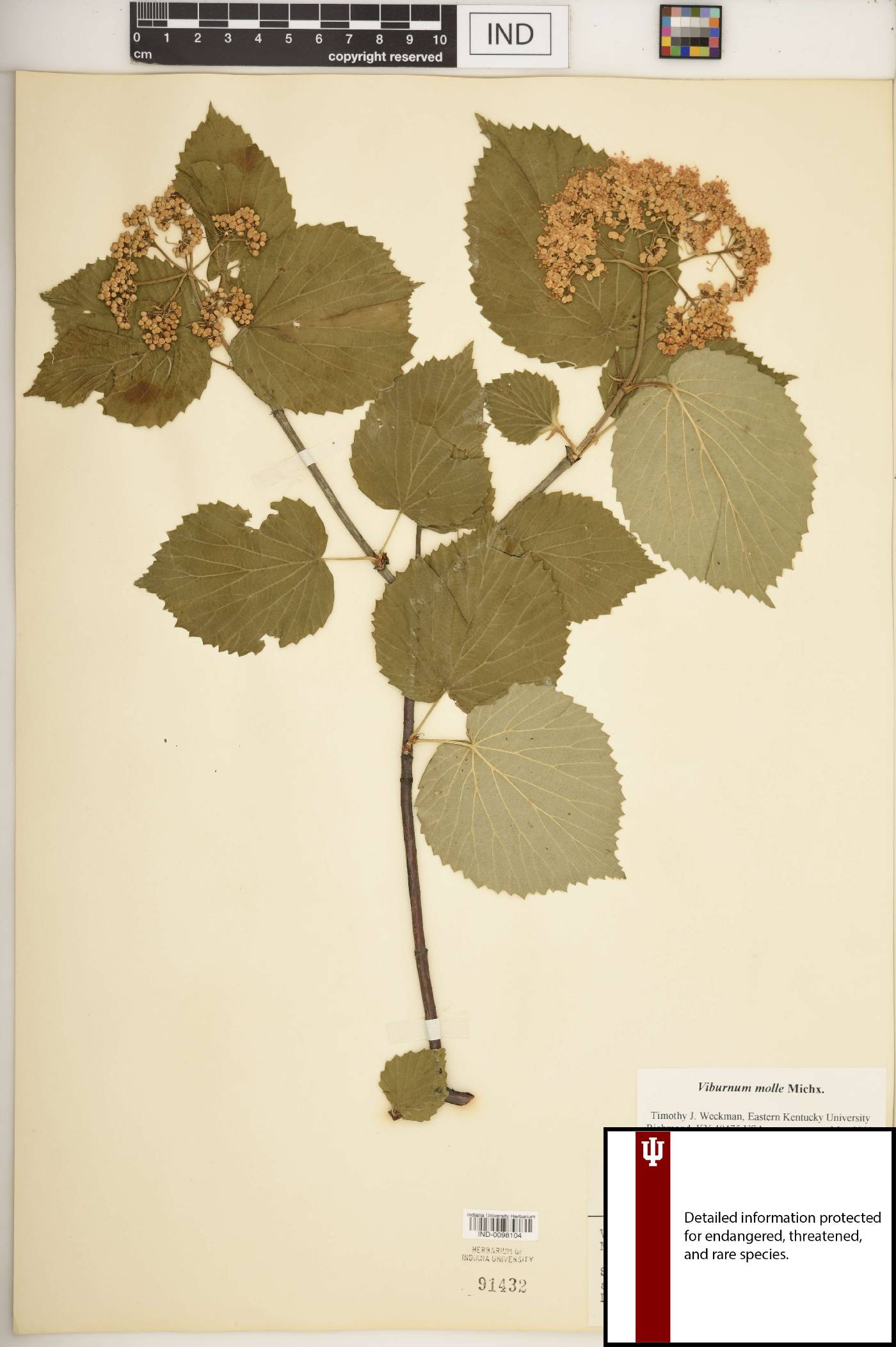 Viburnum molle image