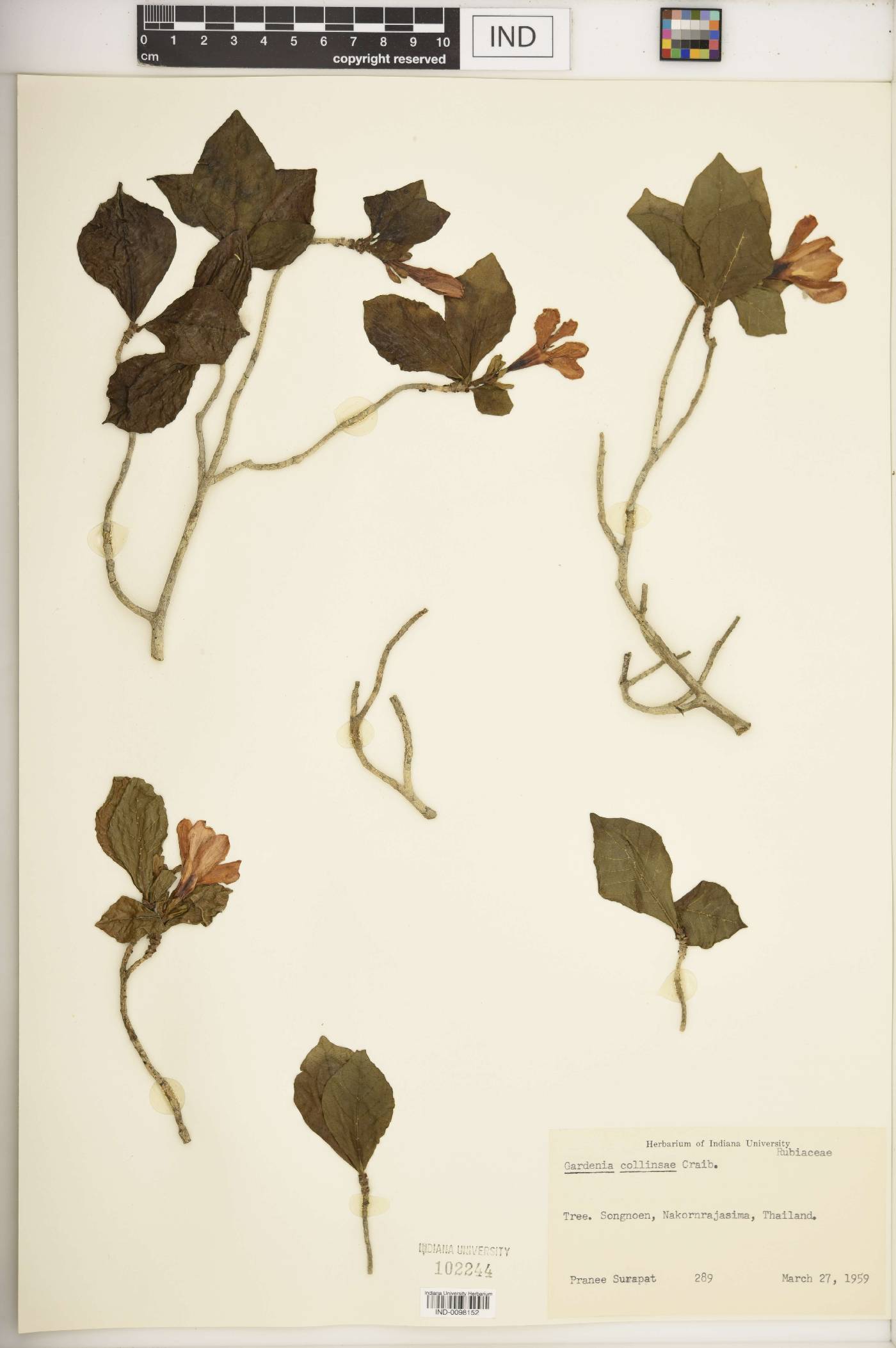 Gardenia collinsae image