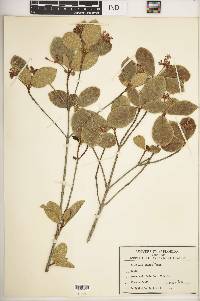Guettarda scabra image