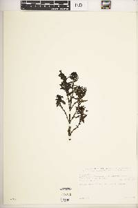 Media resource of Hedythyrsus thamnoideus