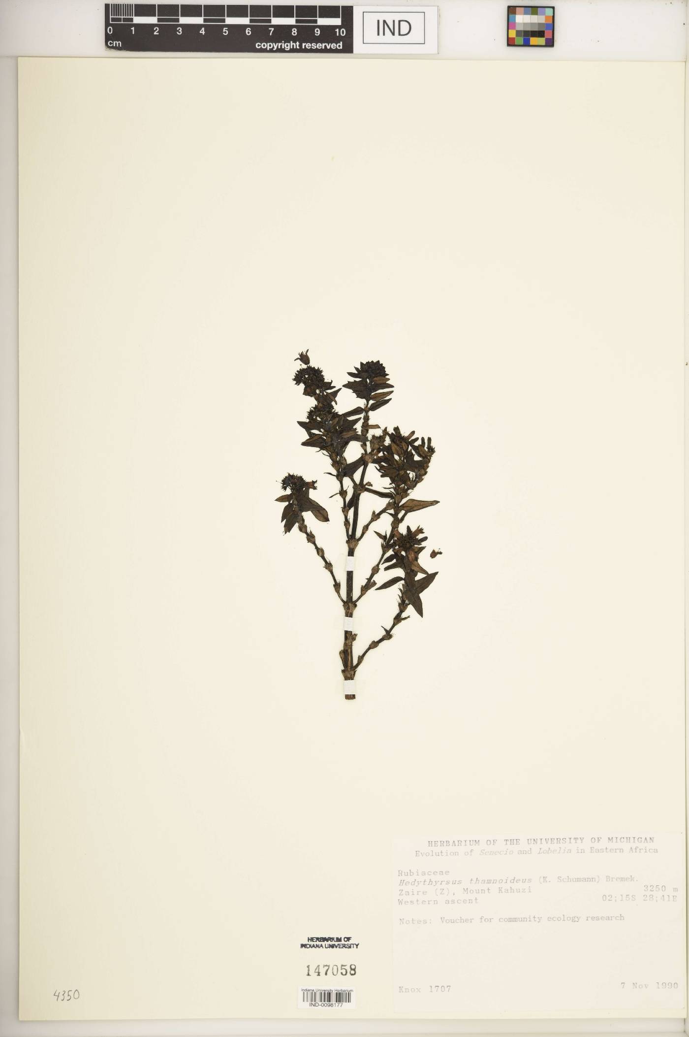 Hedythyrsus image