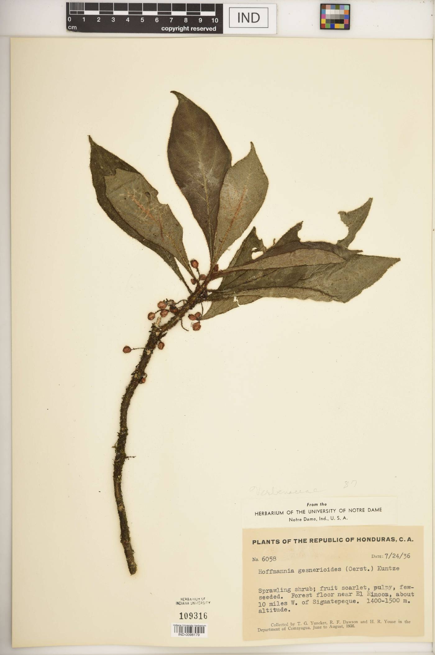 Hoffmannia gesnerioides image