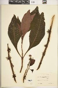 Hoffmannia ghiesbreghtii image
