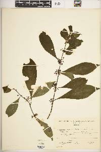 Hoffmannia psychotriifolia image