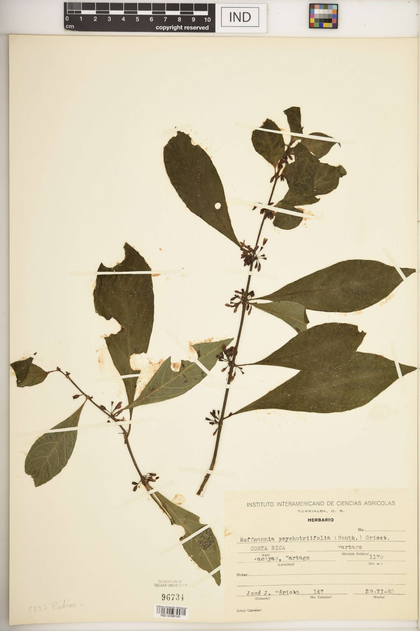 Hoffmannia psychotriifolia image