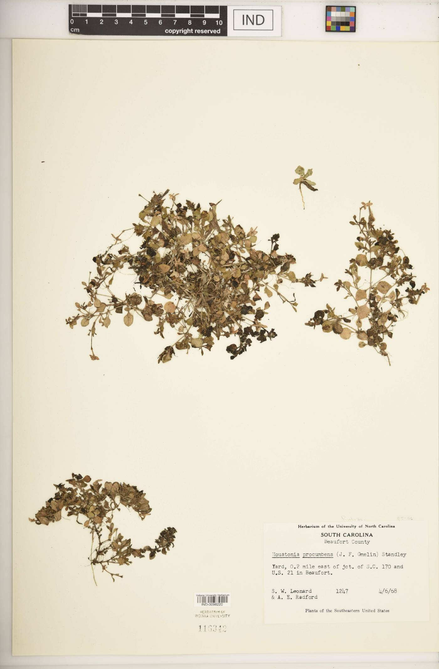 Houstonia procumbens image