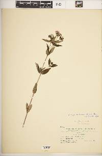 Houstonia purpurea var. calycosa image