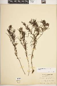 Stenaria nigricans var. nigricans image