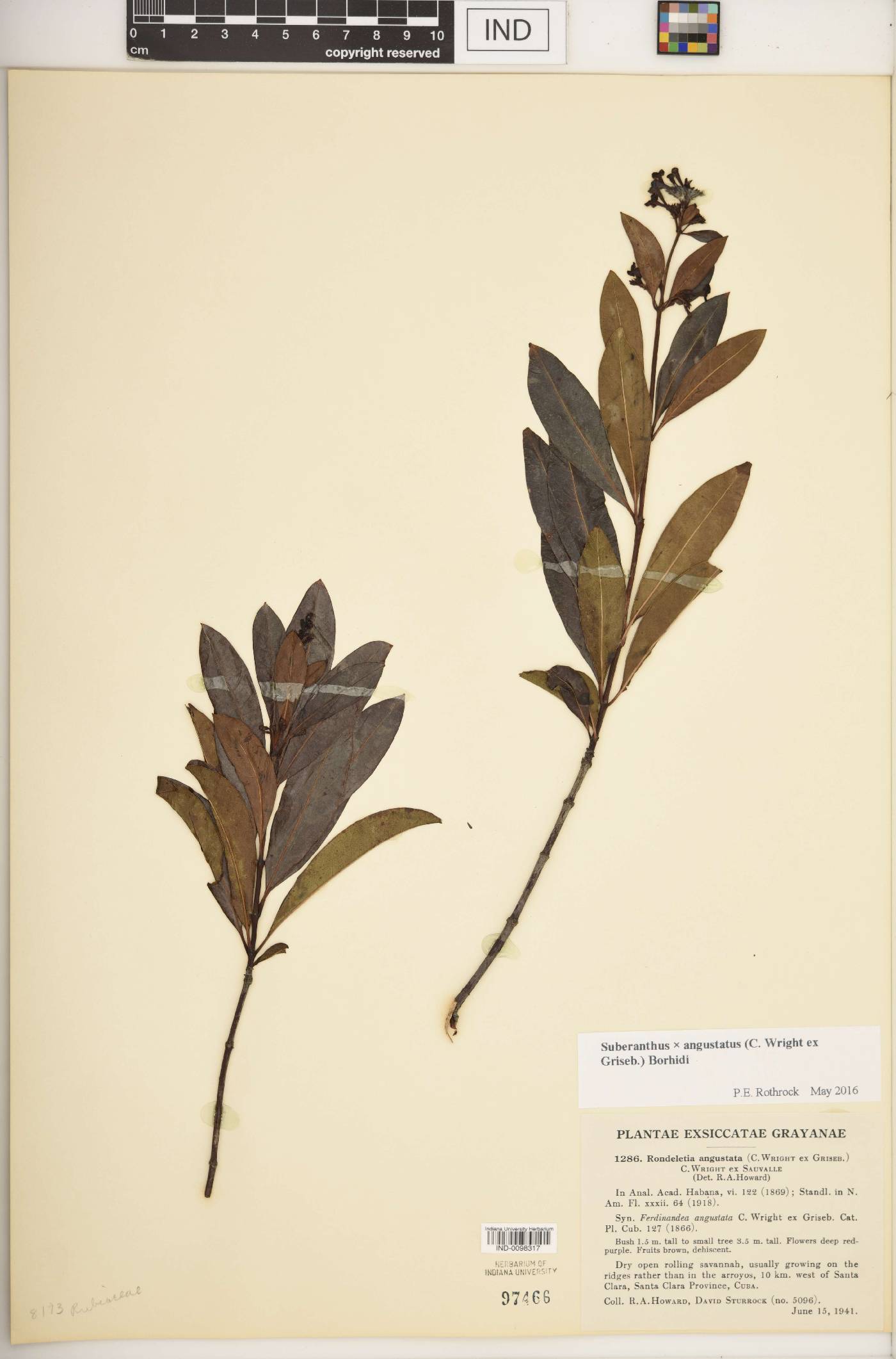 Suberanthus × angustatus image