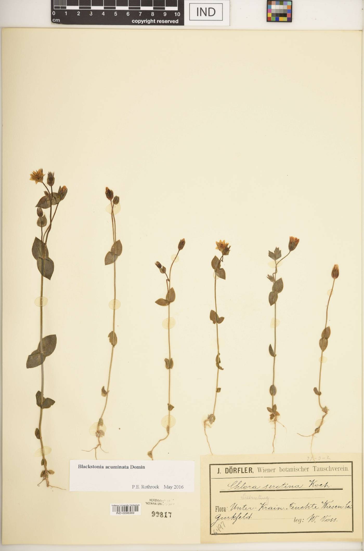 Blackstonia acuminata image