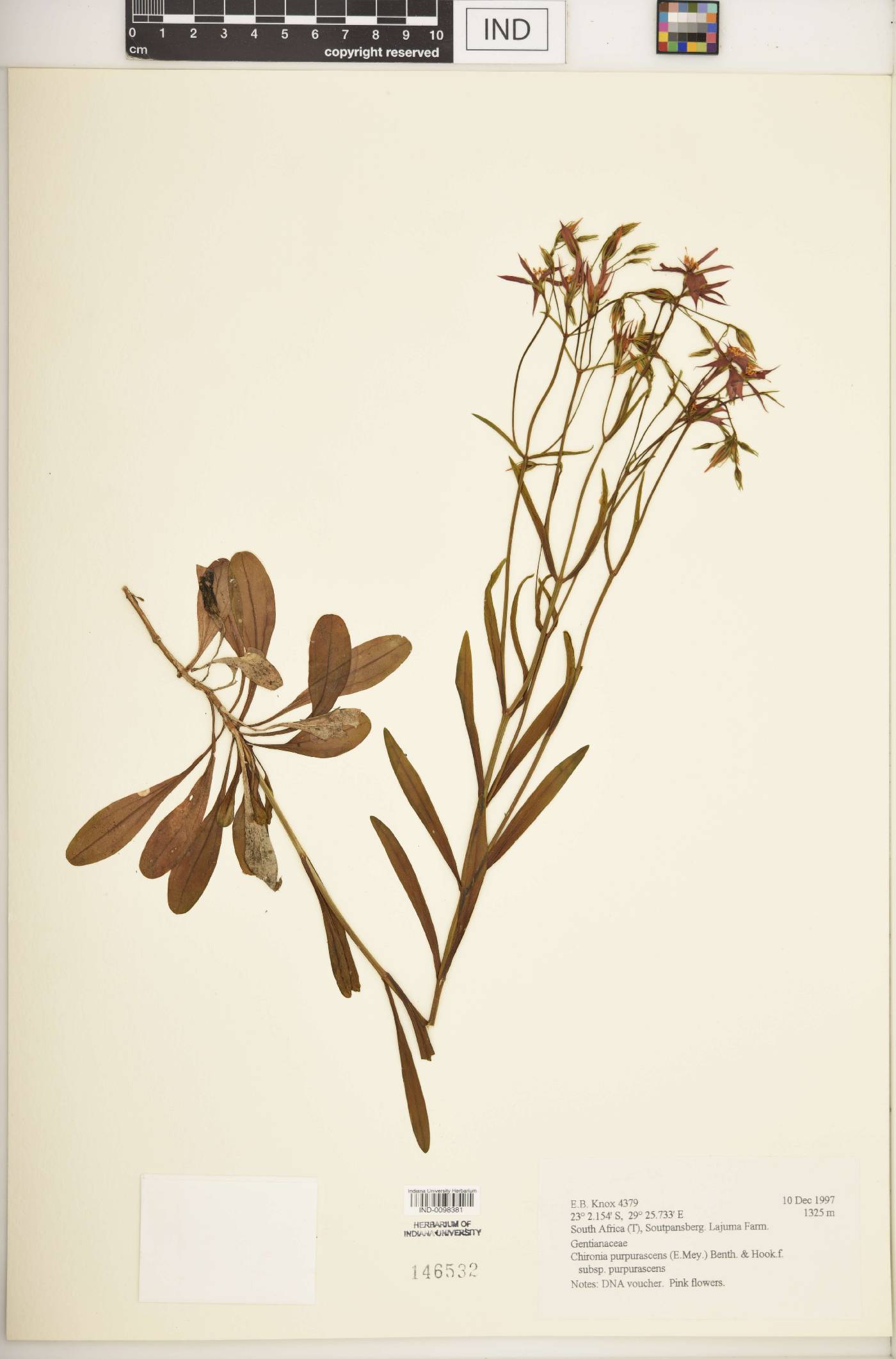 Chironia purpurascens subsp. purpurascens image