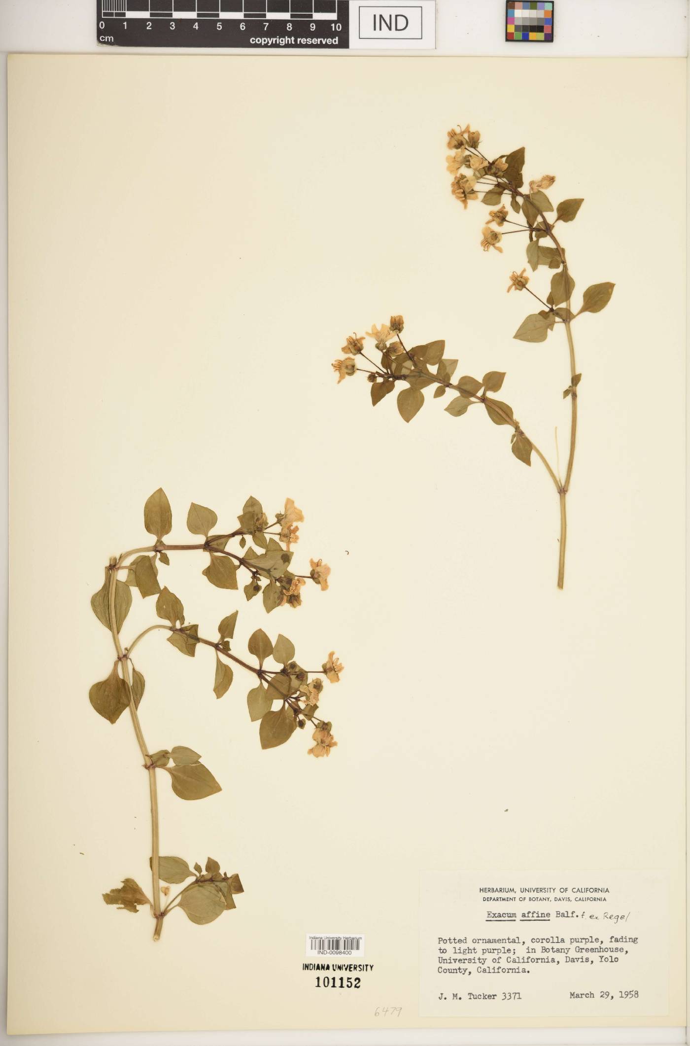 Exacum affine image