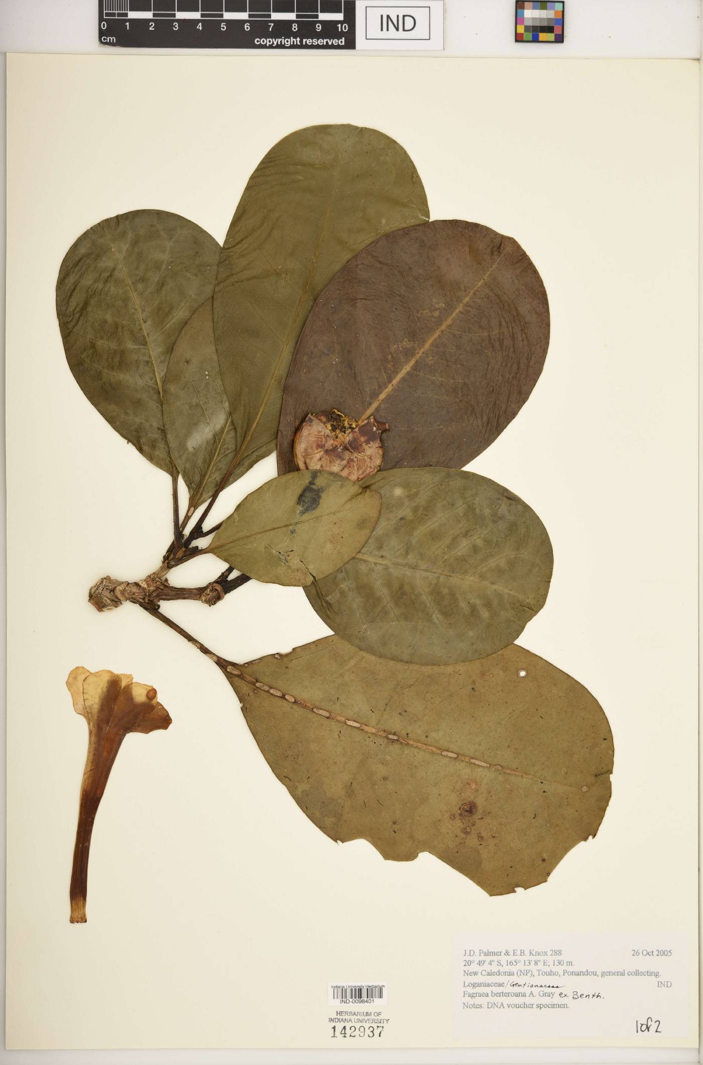 Fagraea berteroana image