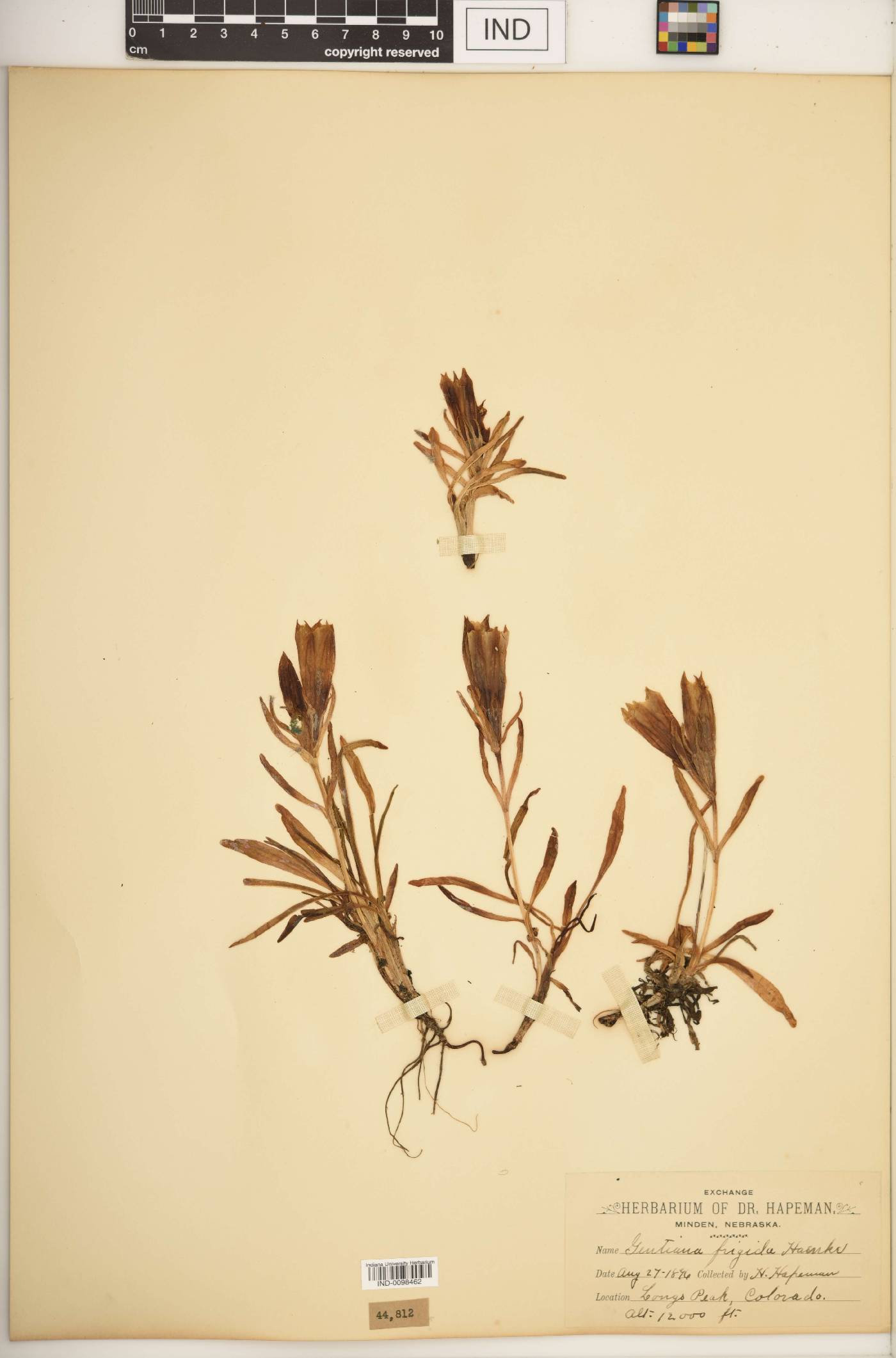 Gentiana frigida image