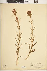 Gentiana linearis image