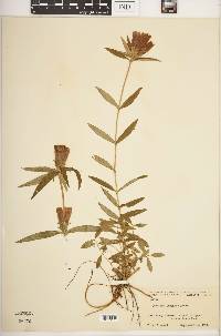 Gentiana linearis image