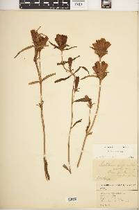 Gentiana linearis image