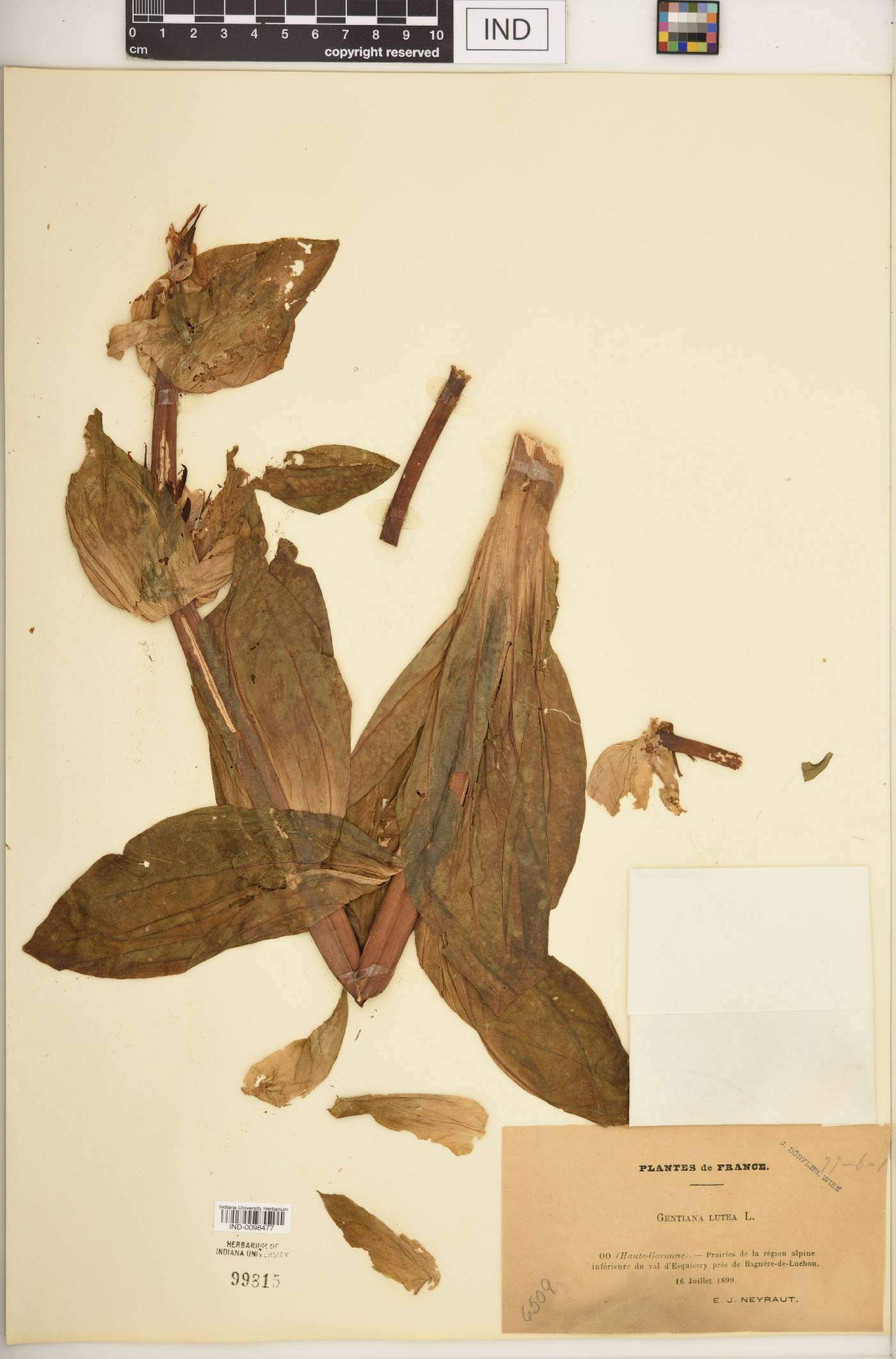 Gentiana lutea image