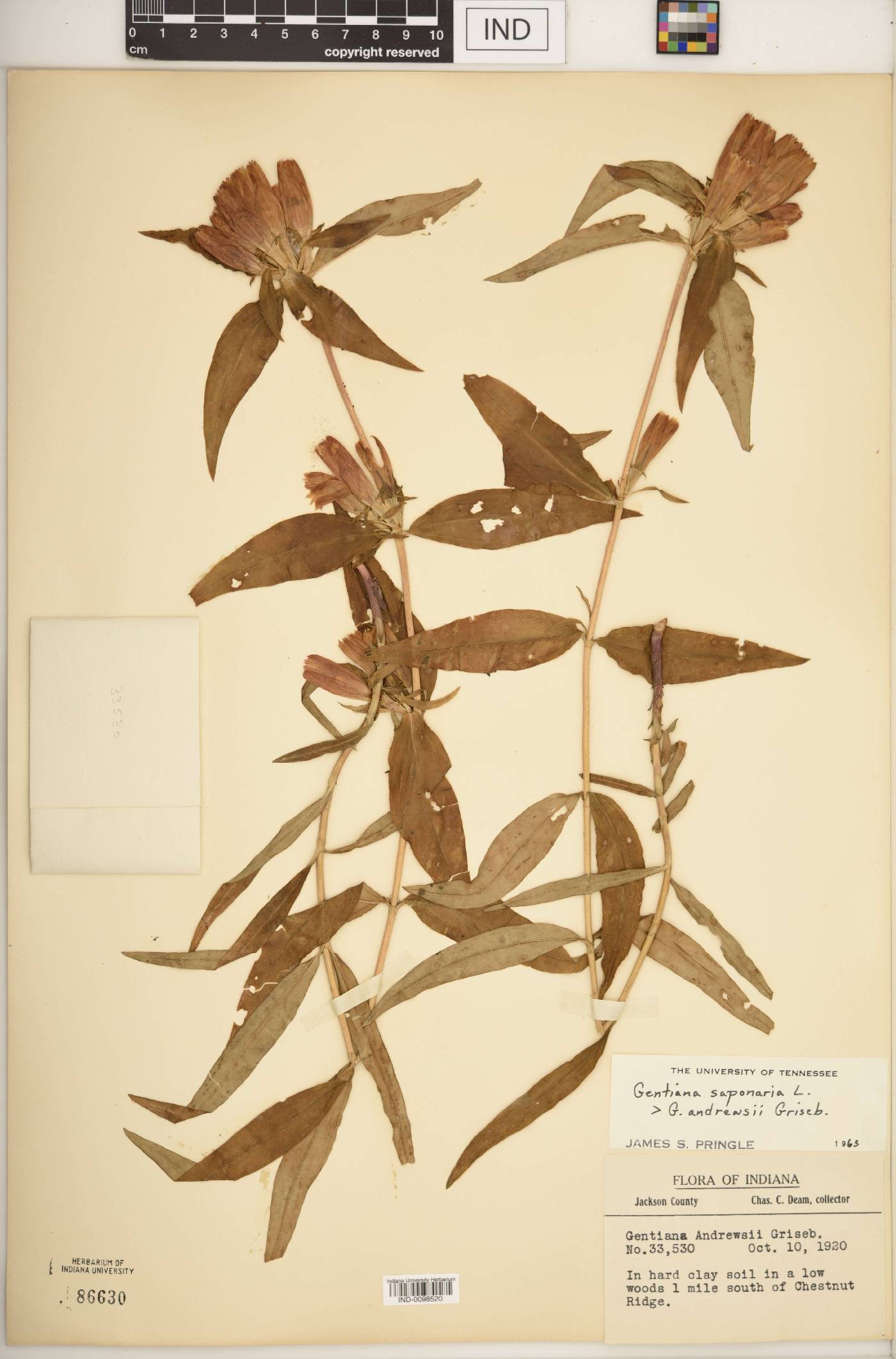 Gentiana F1 hybrid image