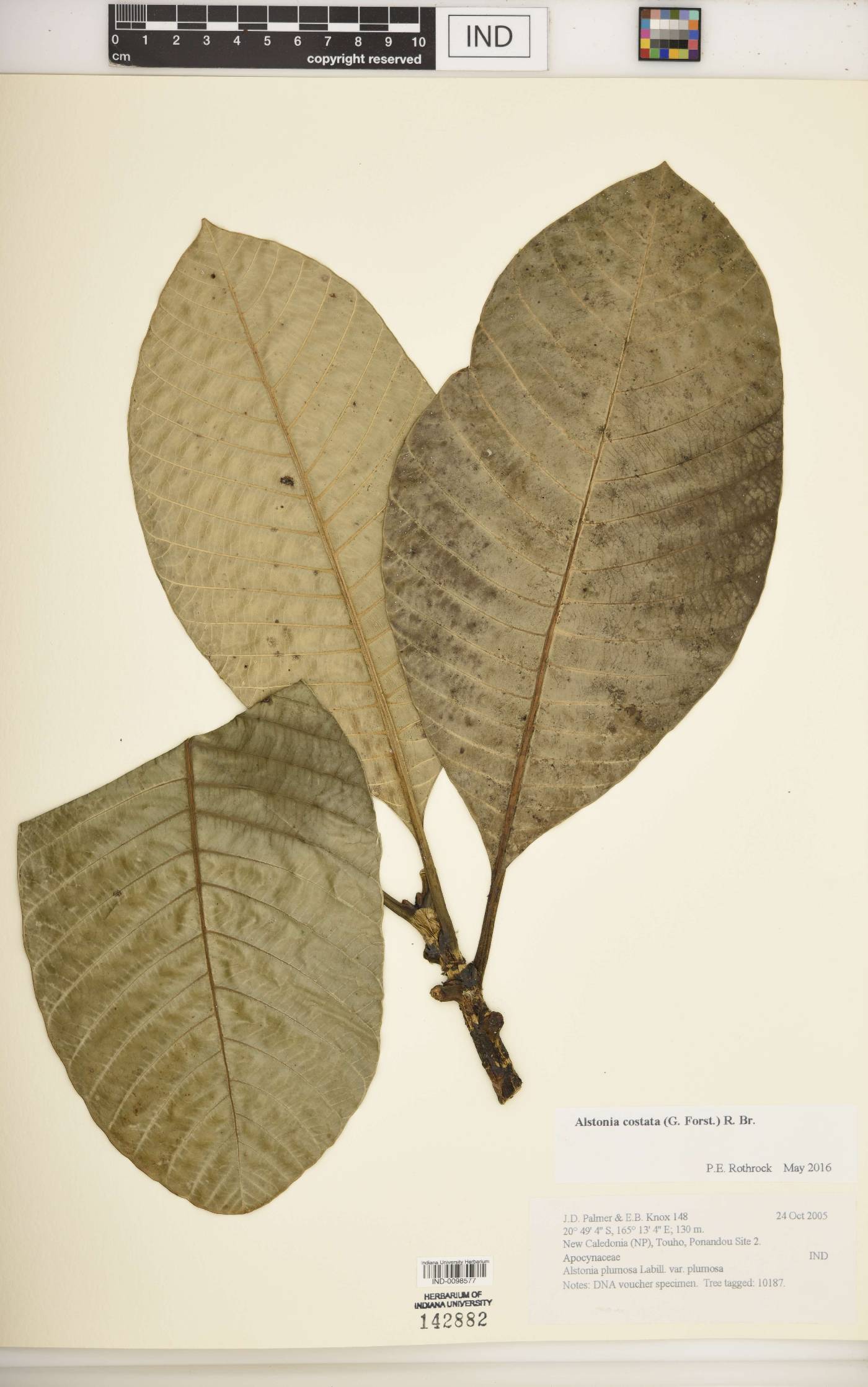 Alstonia costata image