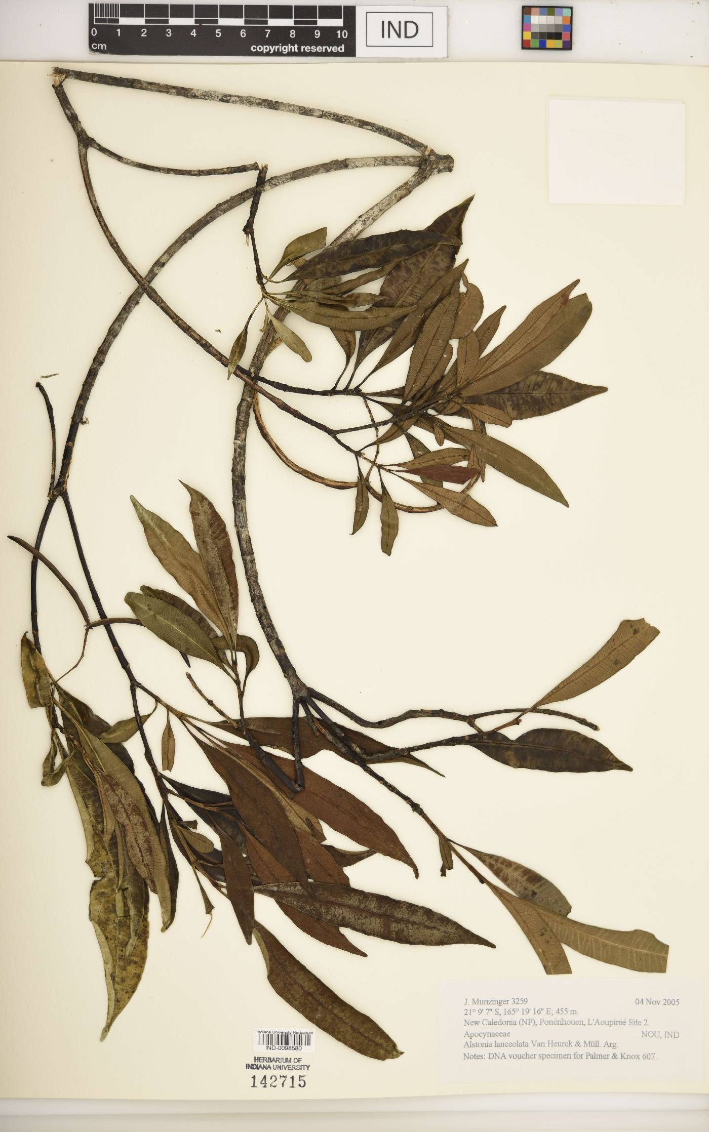 Alstonia lanceolata image