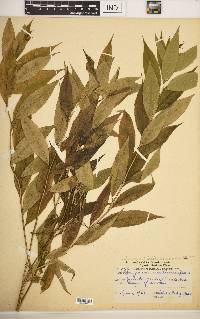 Amsonia tabernaemontana var. salicifolia image
