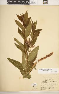 Amsonia tabernaemontana image