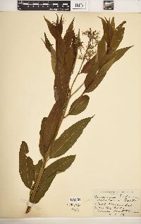 Amsonia tabernaemontana image