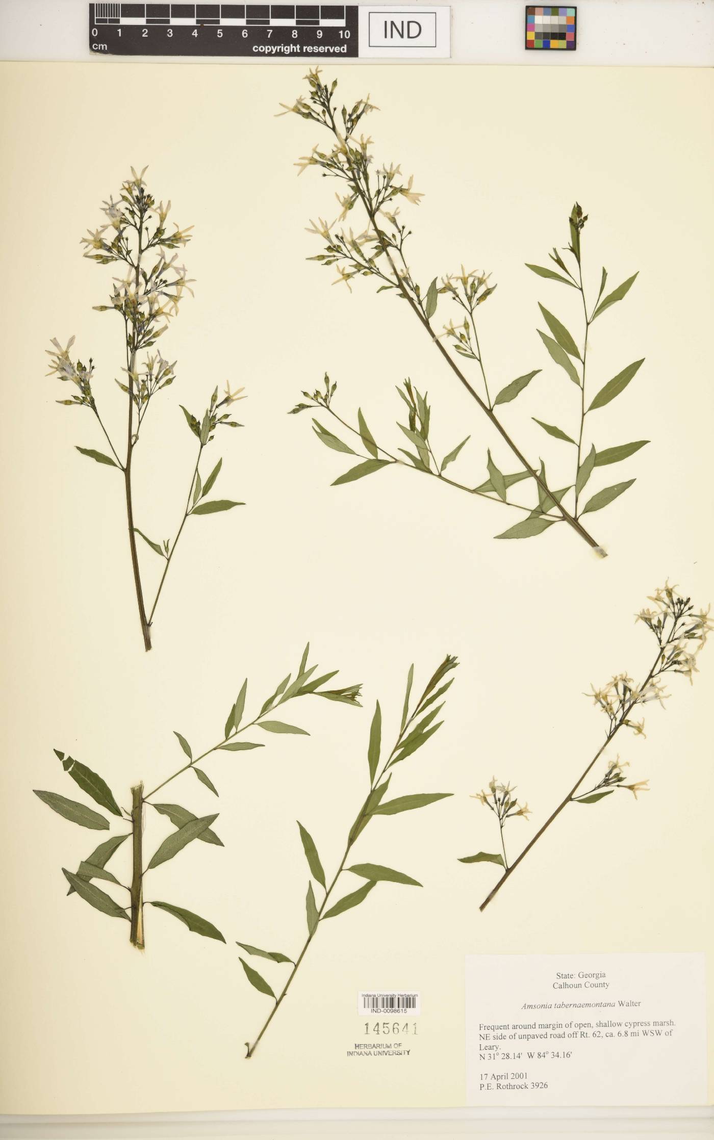 Amsonia rigida image