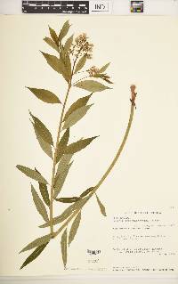 Amsonia tabernaemontana image