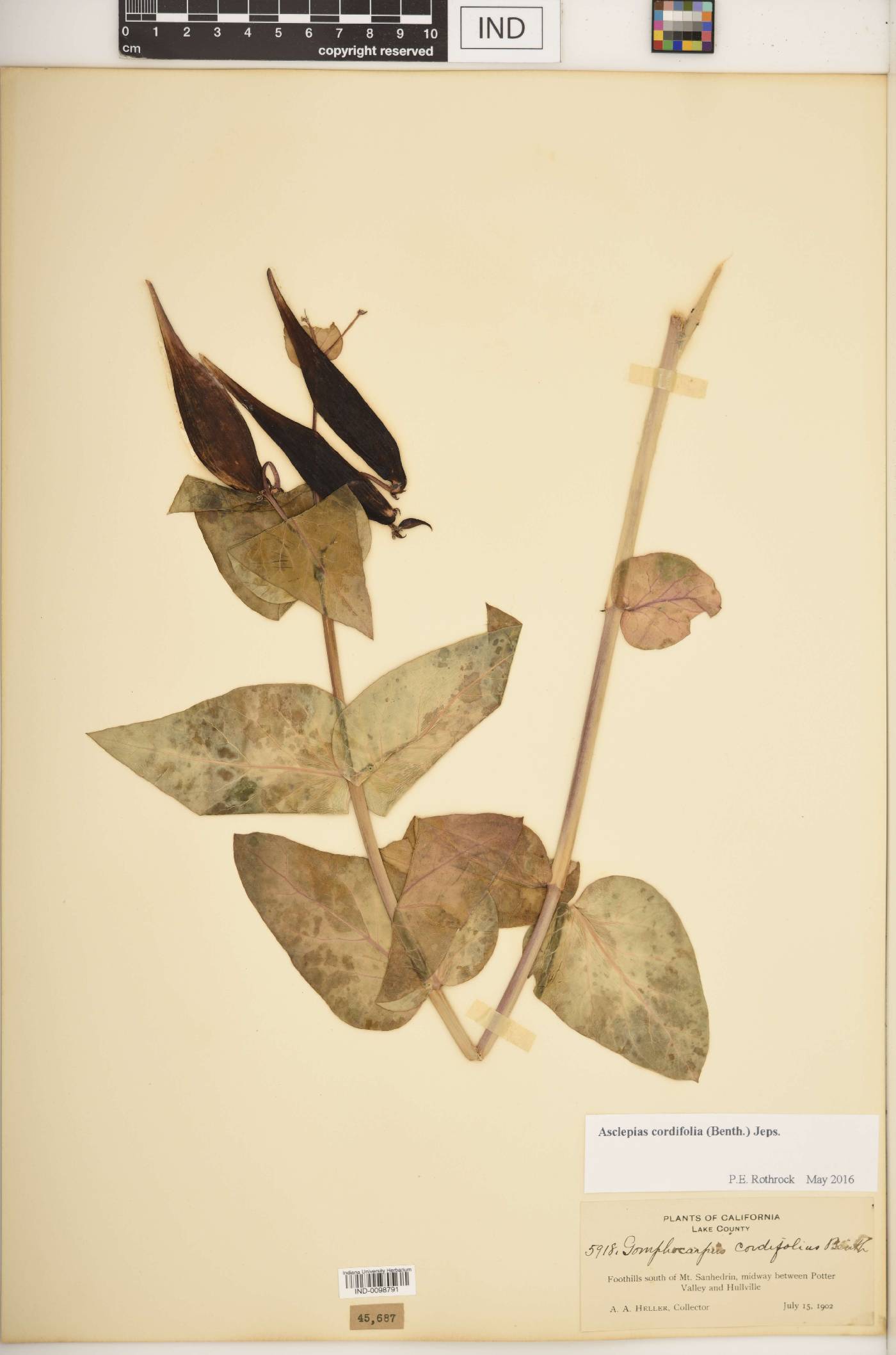 Asclepias cordifolia image