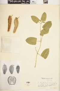 Araujia sericifera image